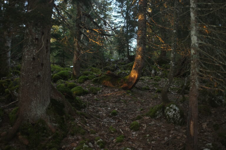 JURA